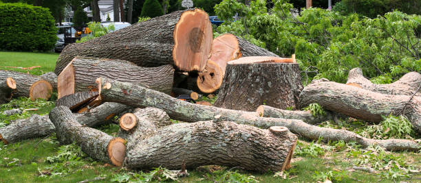 How Our Tree Care Process Works  in  Spring Valley, AZ